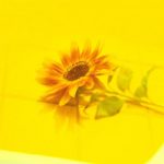 [Single] Vaundy – 花占い (2021.07.05/MP3 + Hi-Res FLAC/RAR)