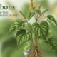 Tumbons plant with medicinal leaves and healing properties