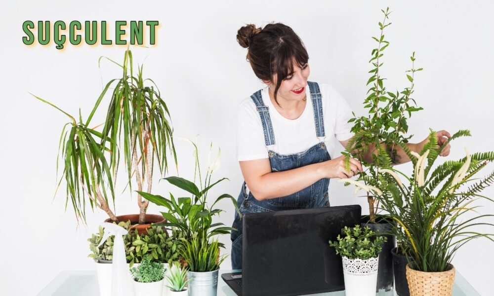 Suçculent